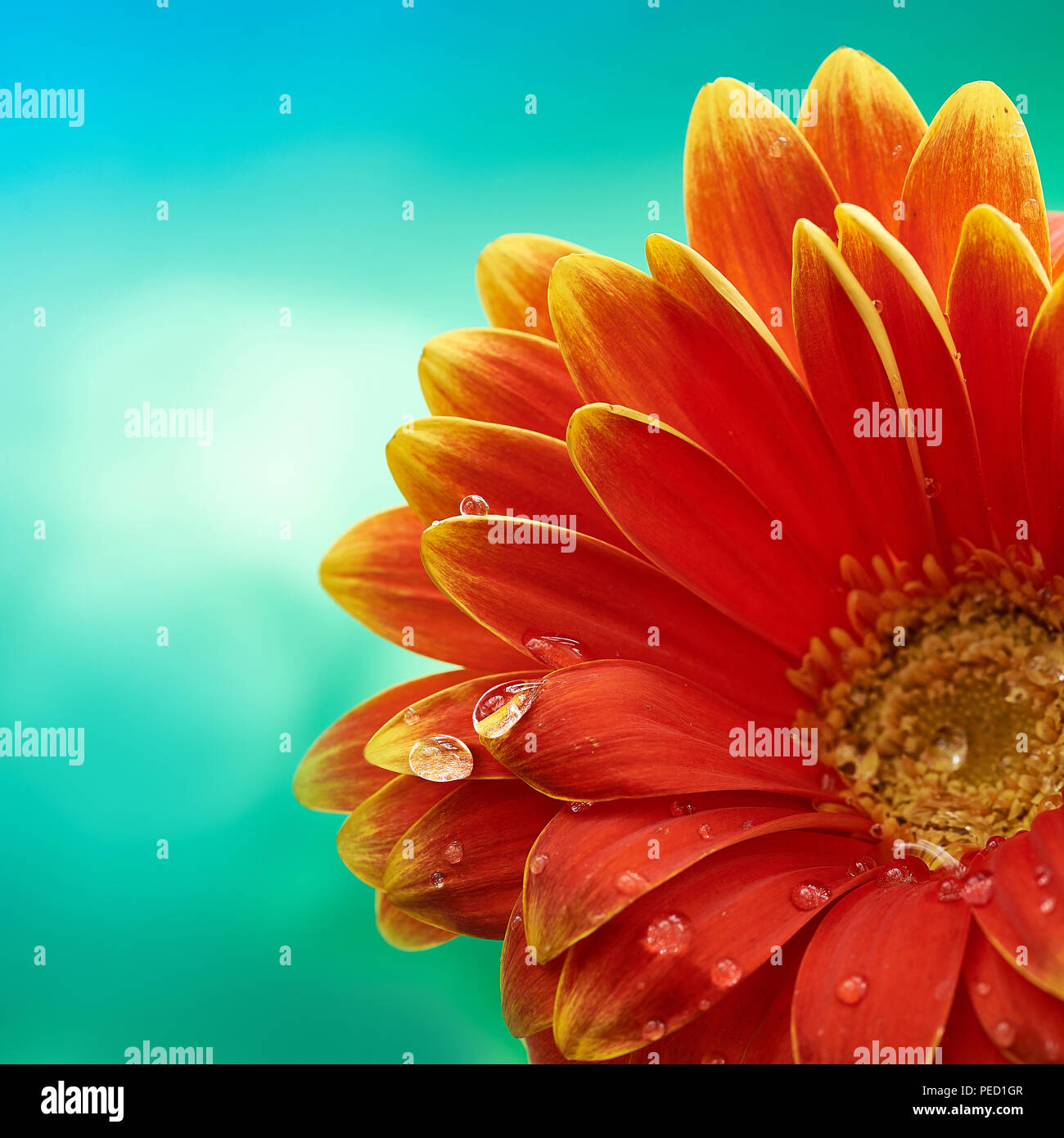 Hermosa flor de naranja Gerbera con gotas de agua en el fondo abstracto de  color turquesa. Fotografía macro de gerberas flower Fotografía de stock -  Alamy