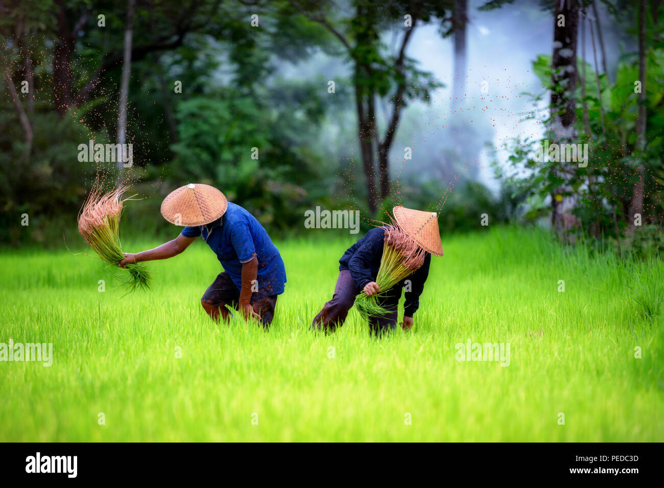 Par los agricultores que trabajaban en los campos de arroz verdes juntos en Tailandia. Foto de stock