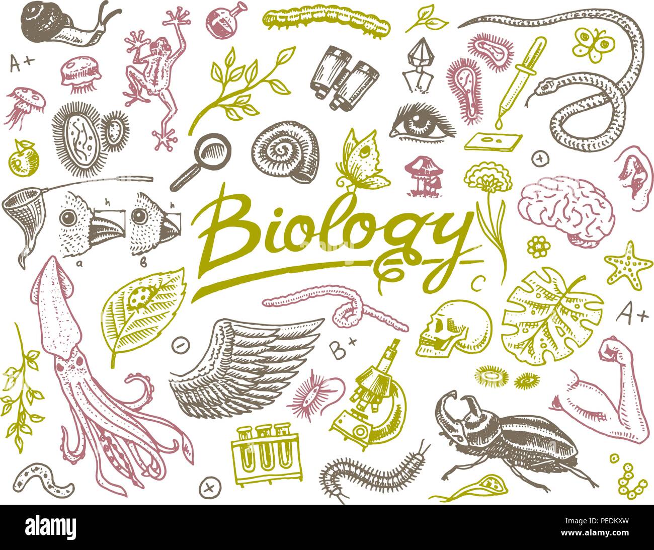 Laboratorio científico en biología. Conjunto de iconos de investigación  bioquímica. Las moléculas de los organismos vivientes. En la escuela de  medicina. La educación y la ciencia. grabado dibujado a mano en el