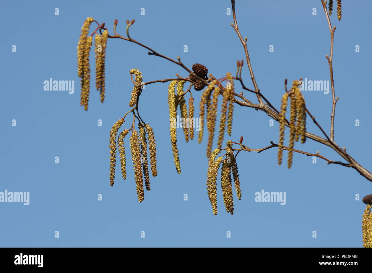 Alnus glutinosa, el Aliso amentos con un grupo de conos de la temporada pasada, un signo temprano de la primavera. Foto de stock