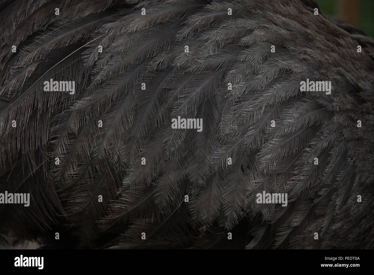 ñandú plumas fotografías e imágenes de alta resolución - Alamy