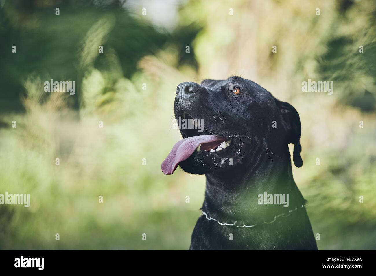 Retrato de cane corso perro feliz en la naturaleza durante el día de verano. Foto de stock