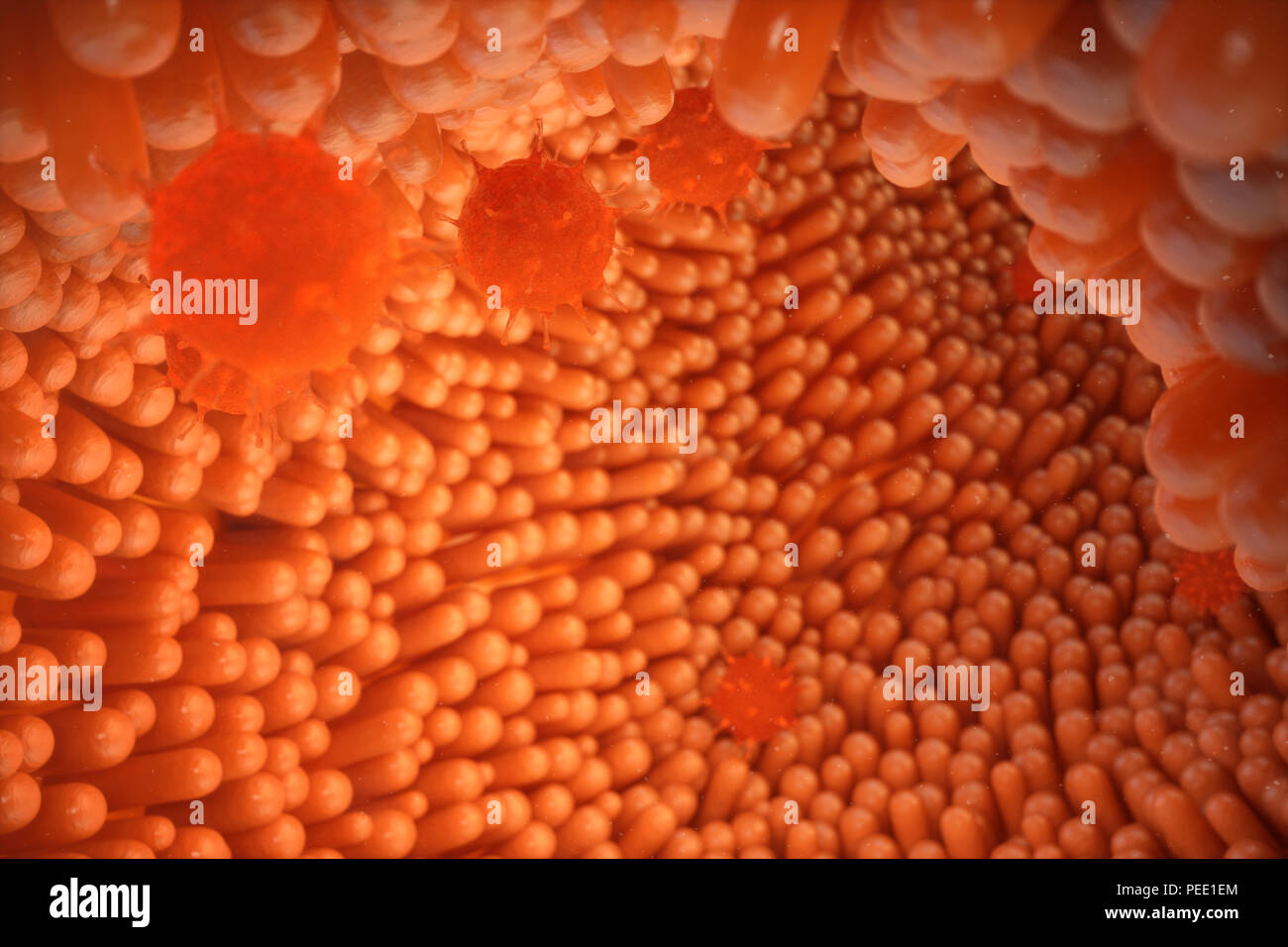 Ilustración 3d de vellosidades intestinales. El forro del intestino. Vellosidades microscópicas y capilar. El intestino humano. Infección viral que causa enfermedad crónica. Hepatit Foto de stock