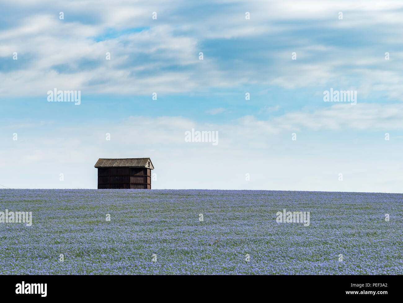 Un granero en campos de lino azul en el Kent Downs AONB. Foto de stock
