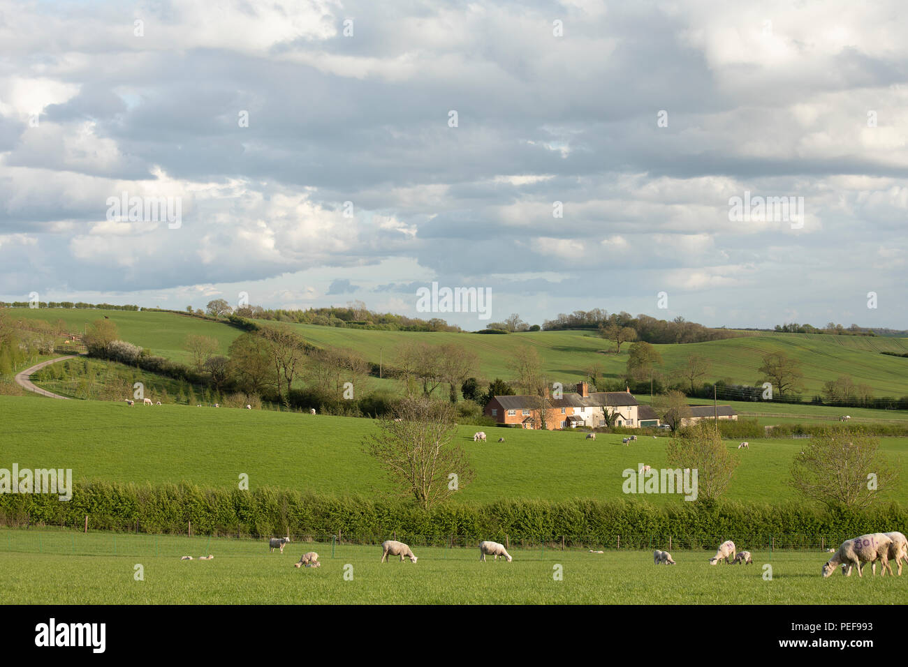 Una imagen remota de chaletes en la campiña de Leicestershire, Inglaterra, Reino Unido. Foto de stock