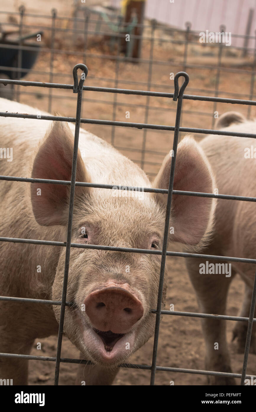 Hocico Parecido A Un Cerdo Fotografias E Imagenes De Alta Resolucion Alamy