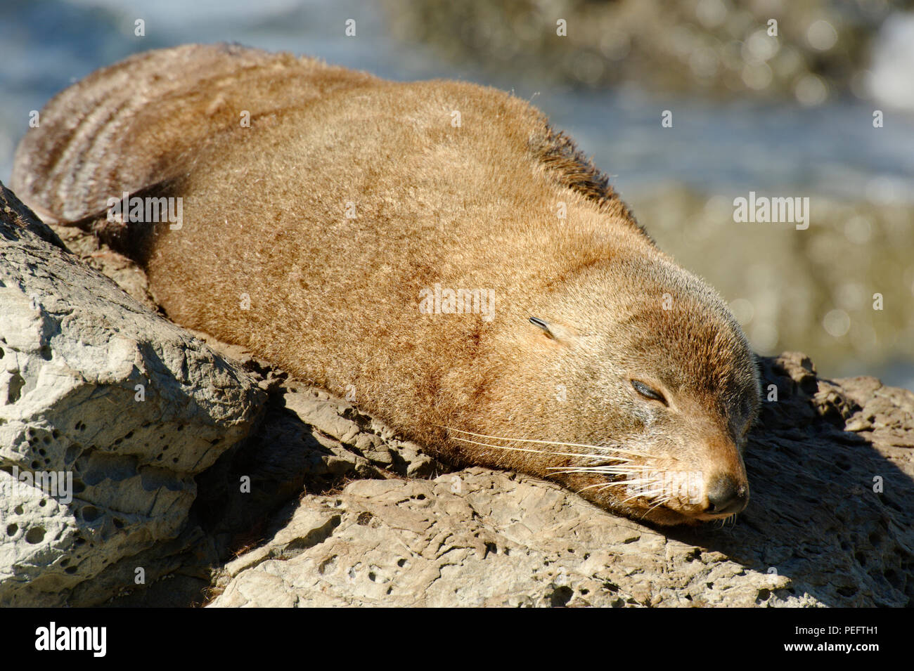 Una foca de baños de sol, la costa de Kaikoura, Isla del Sur, Nueva Zelanda Foto de stock