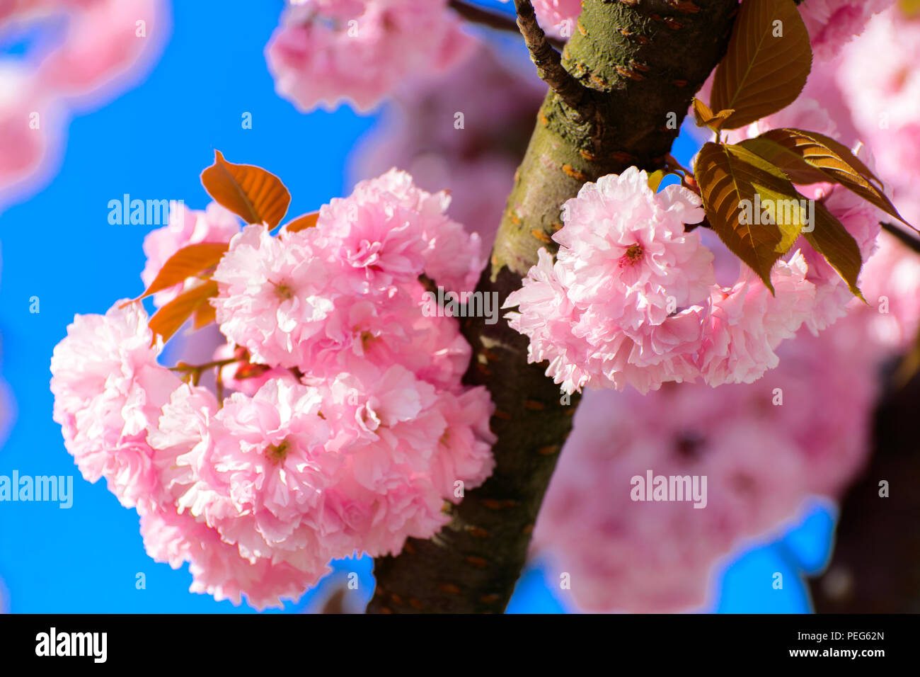 Soft Focus Flor de Cerezo o Sakura flor en la rama de un árbol contra un  fondo de cielo azul. Cerezo japonés. Profundidad de campo. Se centran en el  cente Fotografía de