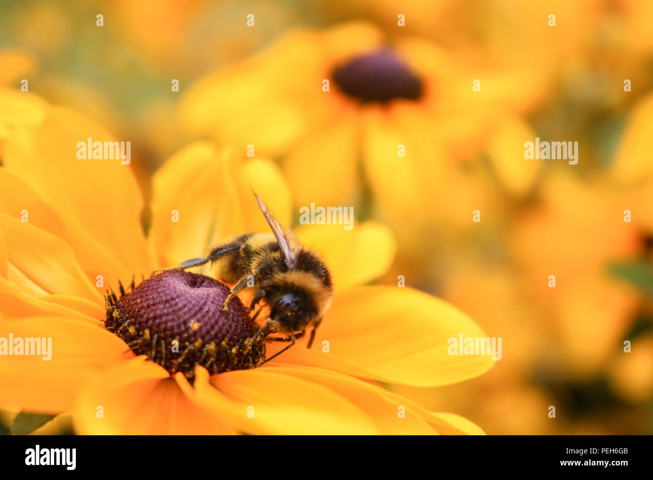 Londres, 15 de agosto de 2018. El clima del REINO UNIDO: Las abejas de miel, recogiendo el néctar de las flores y alimentándose de una 'Rudbeckia hirta' comúnmente conocida como Gloriosa Daisy en un día caluroso de verano el crédito: amer ghazzal/Alamy Live News Foto de stock