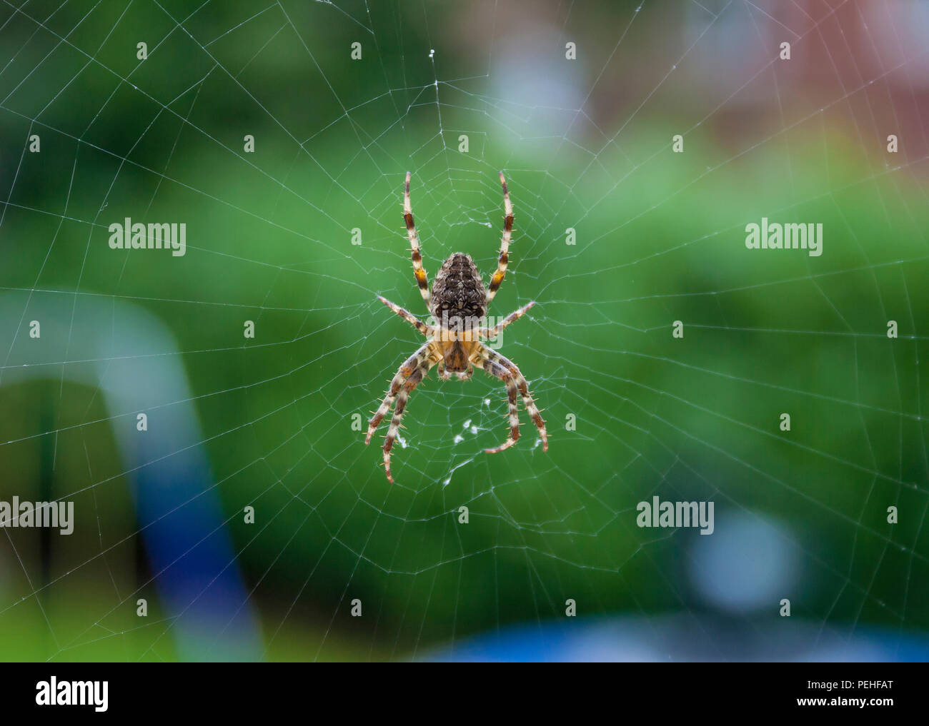 Araña de jardín en un web Foto de stock