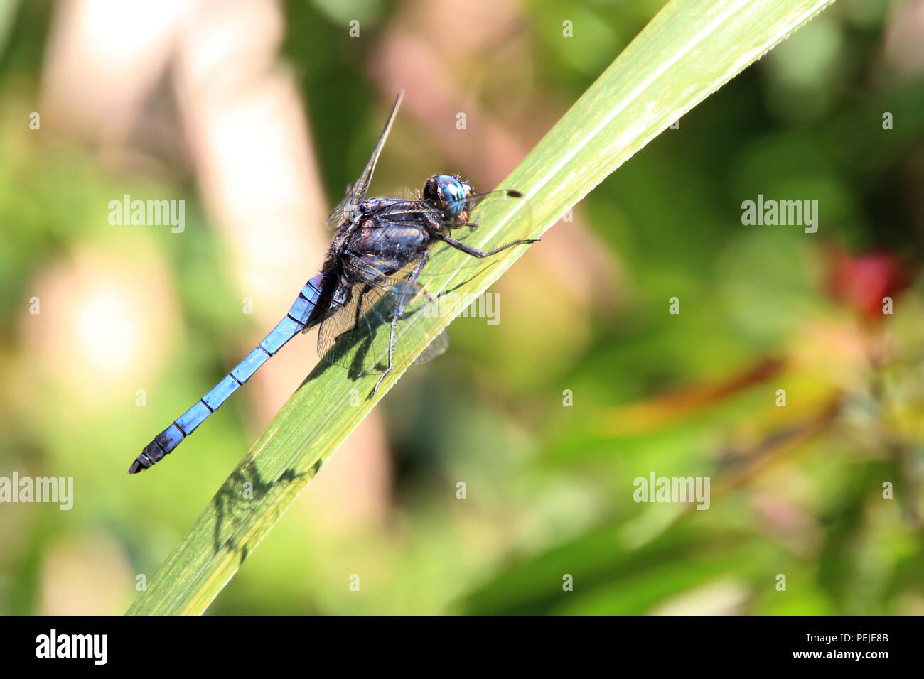 Un primer plano sobre una libélula azul que está aterrizando en una hoja, tiene grandes ojos compuestos, alas transparentes y cuerpo alargado Foto de stock