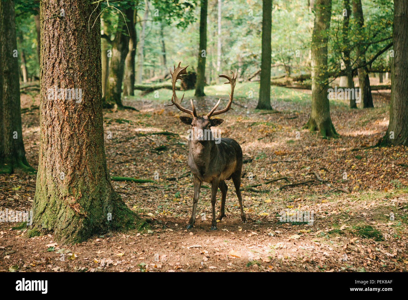 Un hermoso ciervos salvajes con cuernos en el otoño entre los árboles del bosque Foto de stock