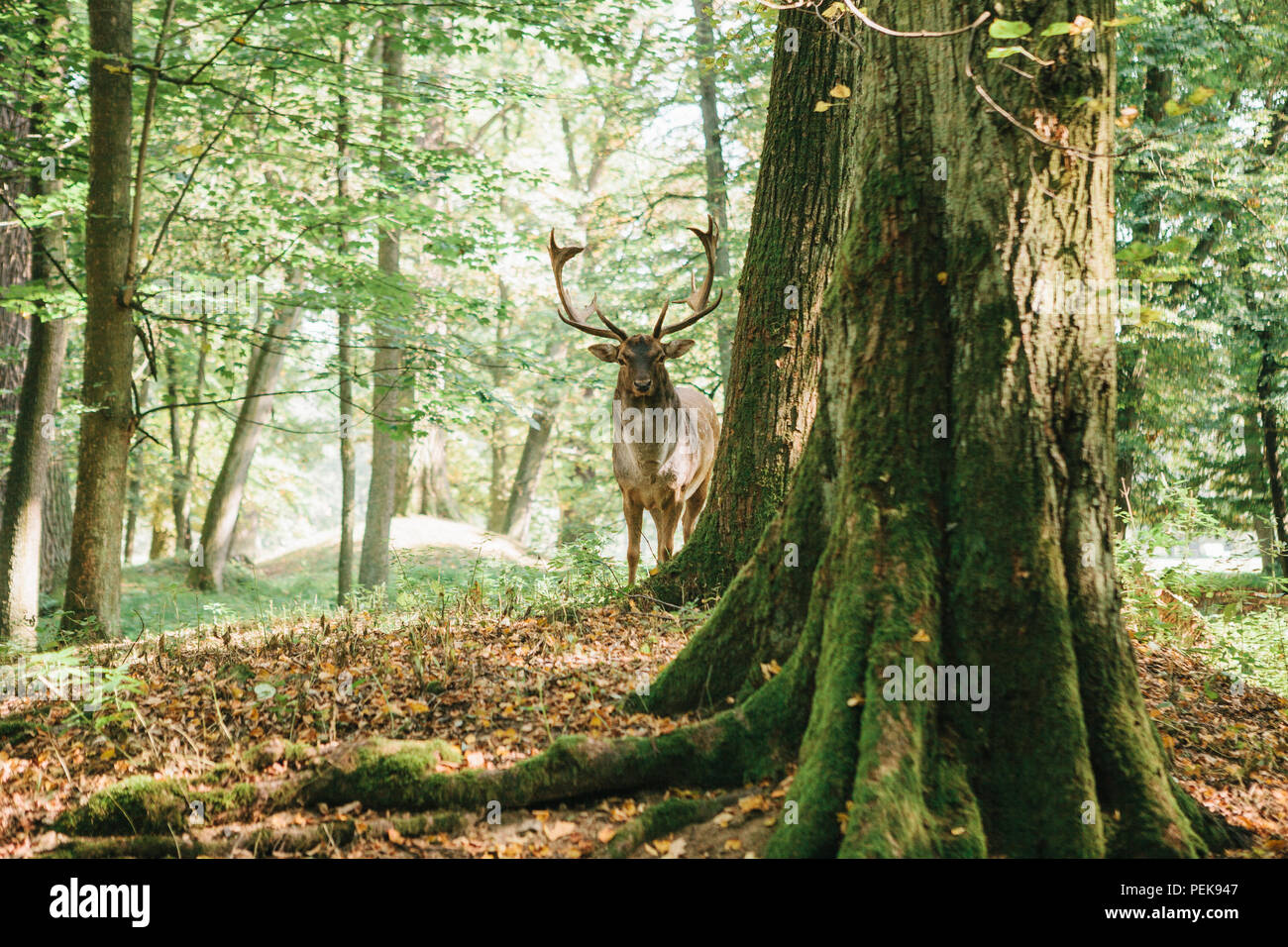 Bello ciervo con cuernos ramificada se asienta sobre una colina en un bosque de otoño entre árboles Foto de stock