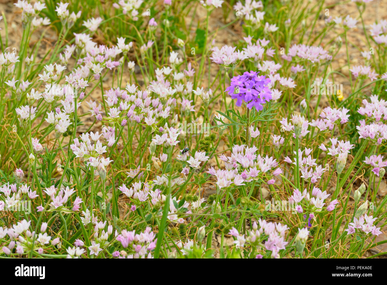 El ajo silvestre (Allium Drummondii) y la verbena (Glandularia bipinnatifida Pradera), Burnet County, Texas, EE.UU. Foto de stock