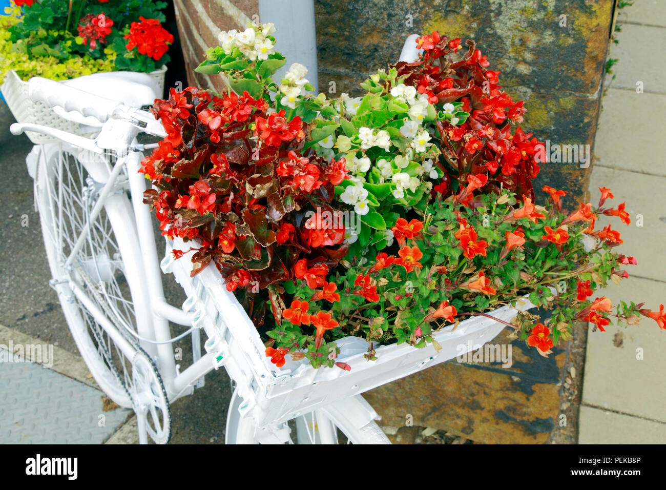 Hunstanton en Flor, planta inusual contenedor, bicicletas pintadas de blanco, plantas de jardín Foto de stock