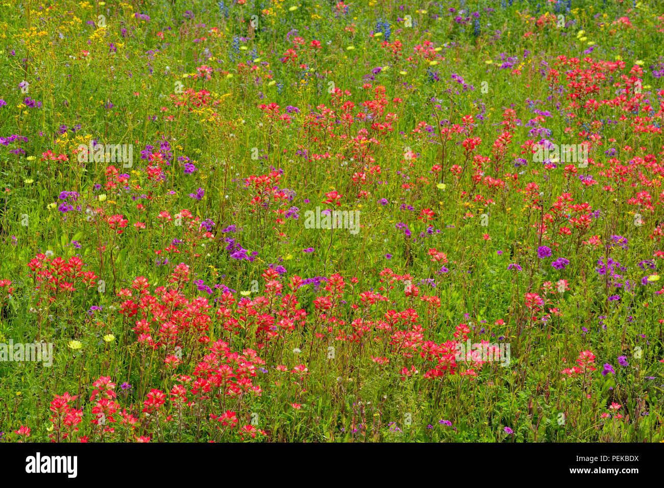 Flores Silvestres de Texas en flor- paintbrush, phlox y Texas Jaramago, Seguin, Texas, EE.UU. Foto de stock