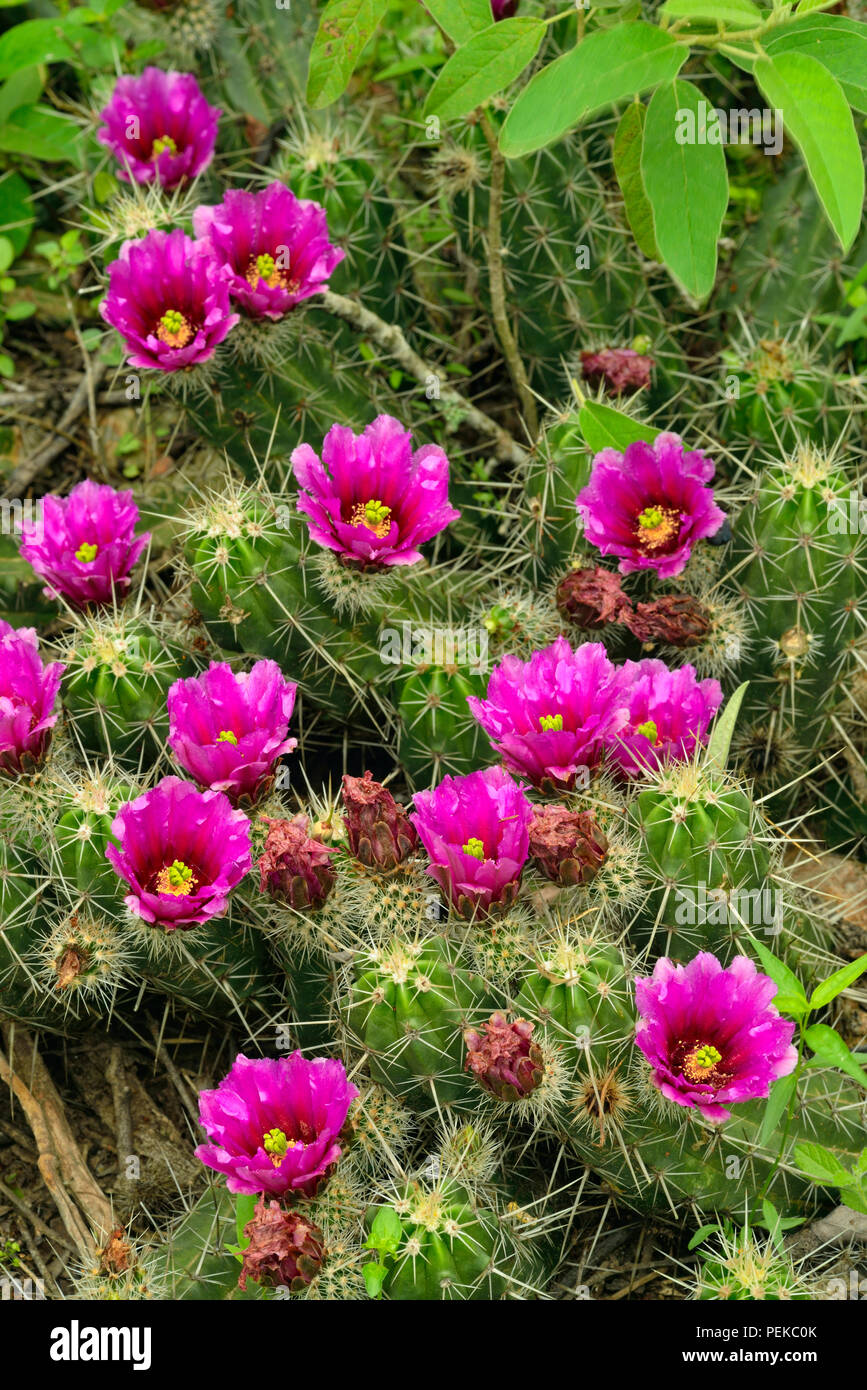 Fresa (Cactus Mammillaria dioica), la ciudad de Río Grande, Texas, EE.UU. Foto de stock