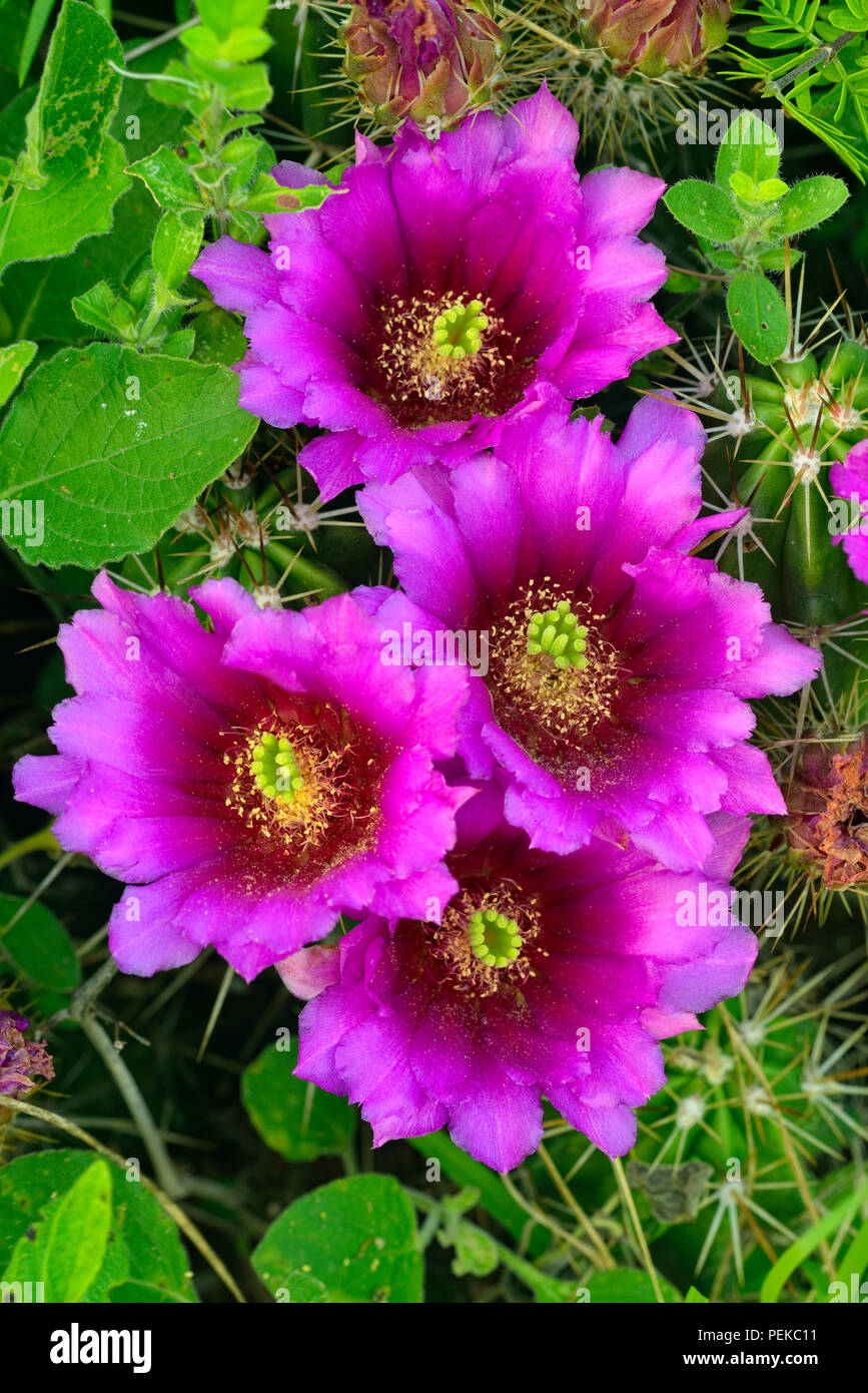 Fresa (Cactus Mammillaria dioica), la ciudad de Río Grande, Texas, EE.UU. Foto de stock