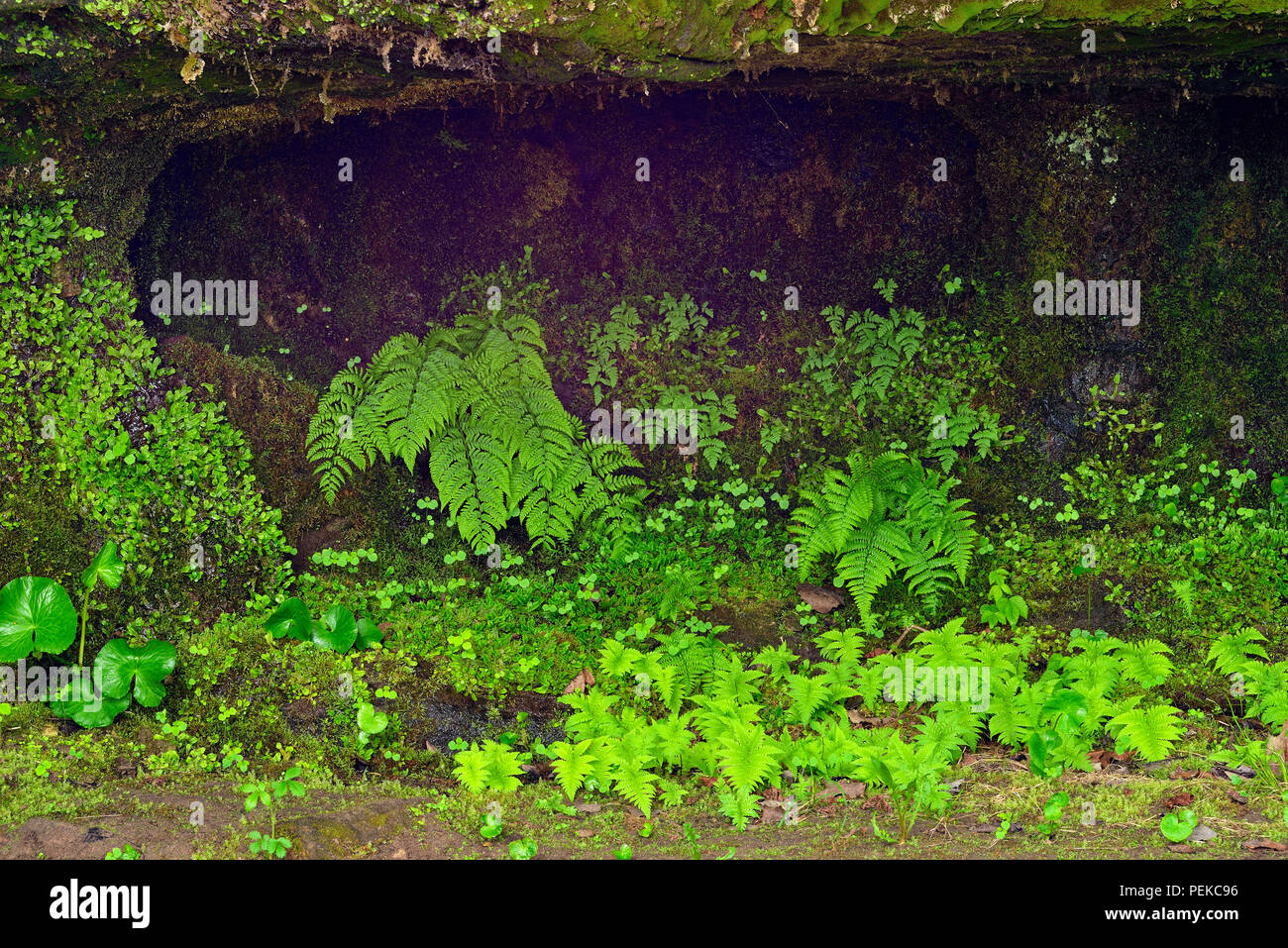 Helechos en paredes de arenisca cerca de Scott cae, Au Train, Alger County, Michigan, EE.UU. Foto de stock