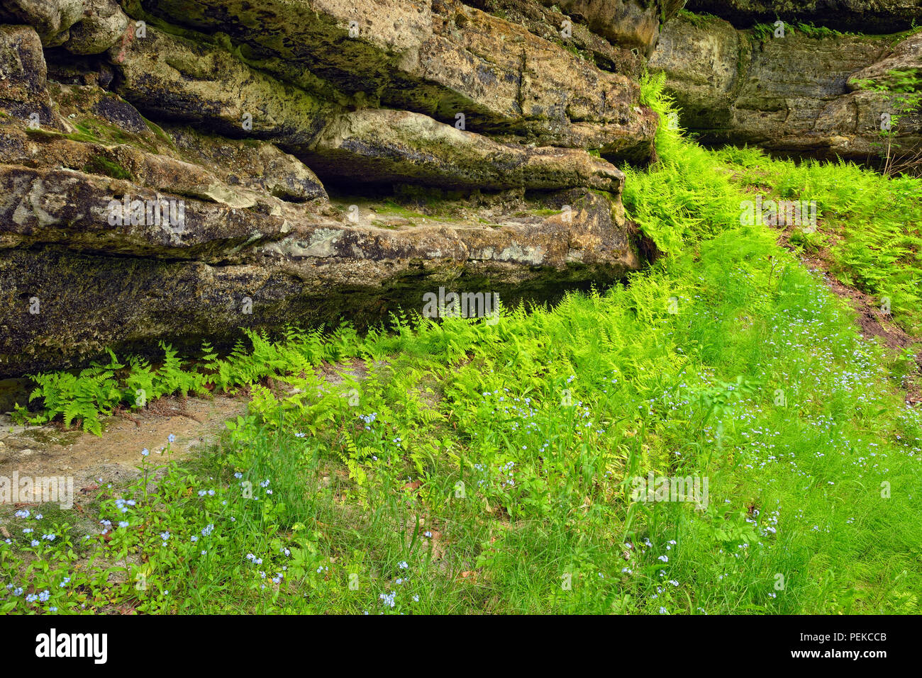 Madera helechos crecen sobre las paredes de roca arenisca en la tenería Creek Canyon, Alger County, cerca de Munising, Michigan, EE.UU. Foto de stock