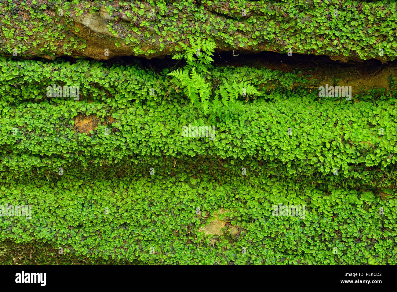 Vegetación que crece alrededor de las paredes de roca arenisca en la tenería Creek Canyon, Alger County, cerca de Munising, Michigan, EE.UU. Foto de stock