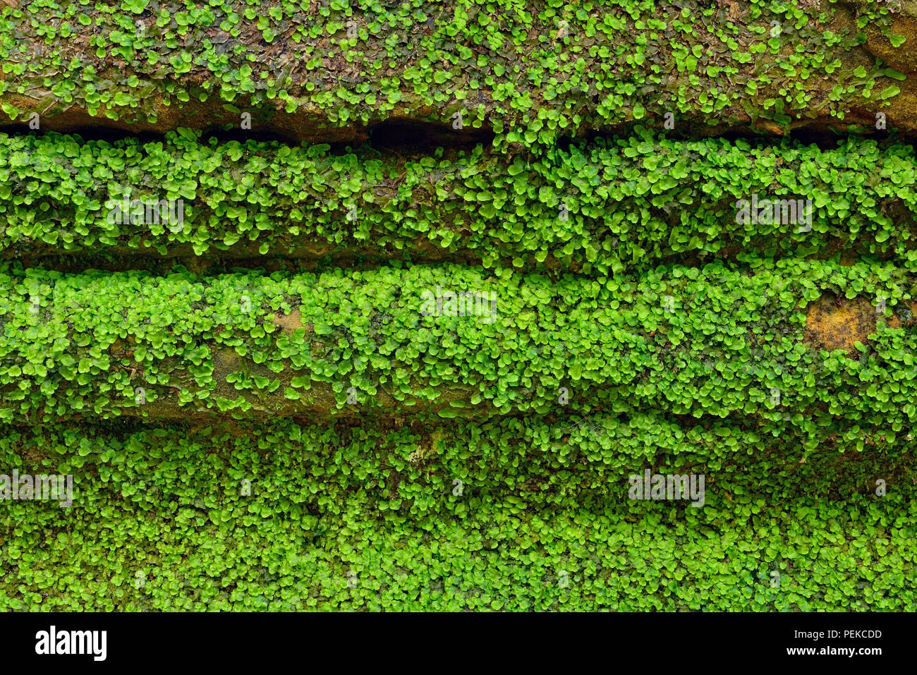 Vegetación que crece alrededor de las paredes de roca arenisca en la tenería Creek Canyon, Alger County, cerca de Munising, Michigan, EE.UU. Foto de stock