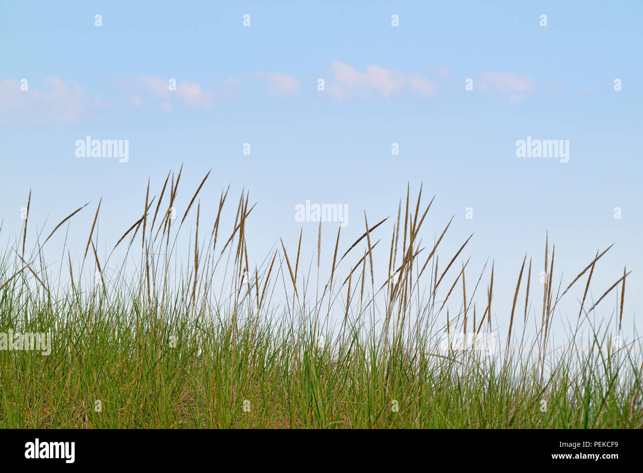 Hierba (Ammophila breviligulata Marram) sobre las dunas de arena, cerca de Marquette, Michigan, EE.UU. Foto de stock