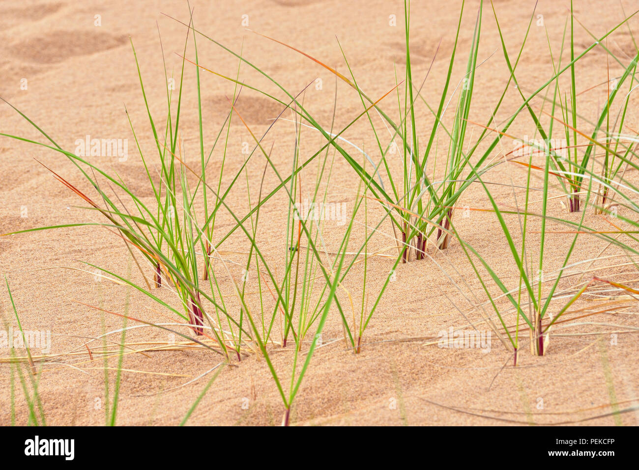 Hierba (Ammophila breviligulata Marram) sobre las dunas de arena, cerca de Marquette, Michigan, EE.UU. Foto de stock