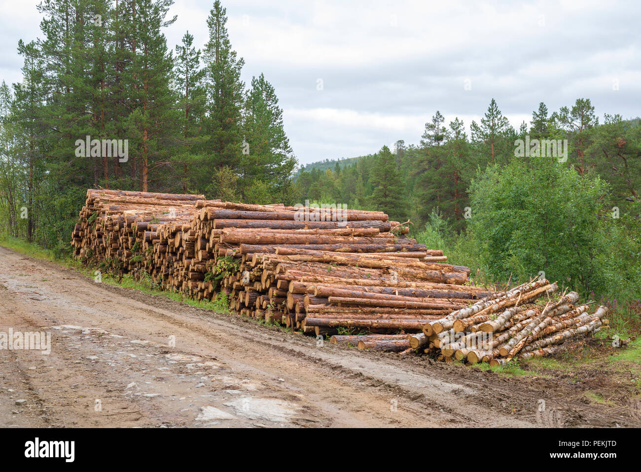 Montón de madera cortada por un camino de grava Foto de stock