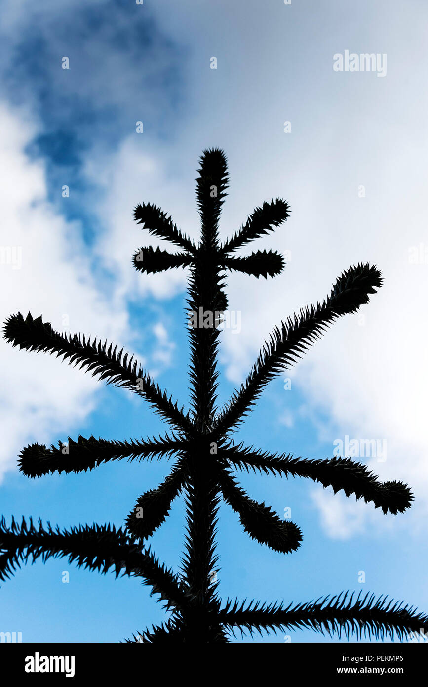 La silueta de una Araucaria Araucaria araucana Fotografía de stock - Alamy