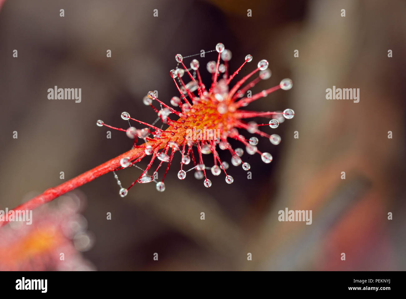 Ronda hojeados sundew (Drosera rotundifolia), a mitad de camino Lake Provincial Park, Ontario, Canadá Foto de stock