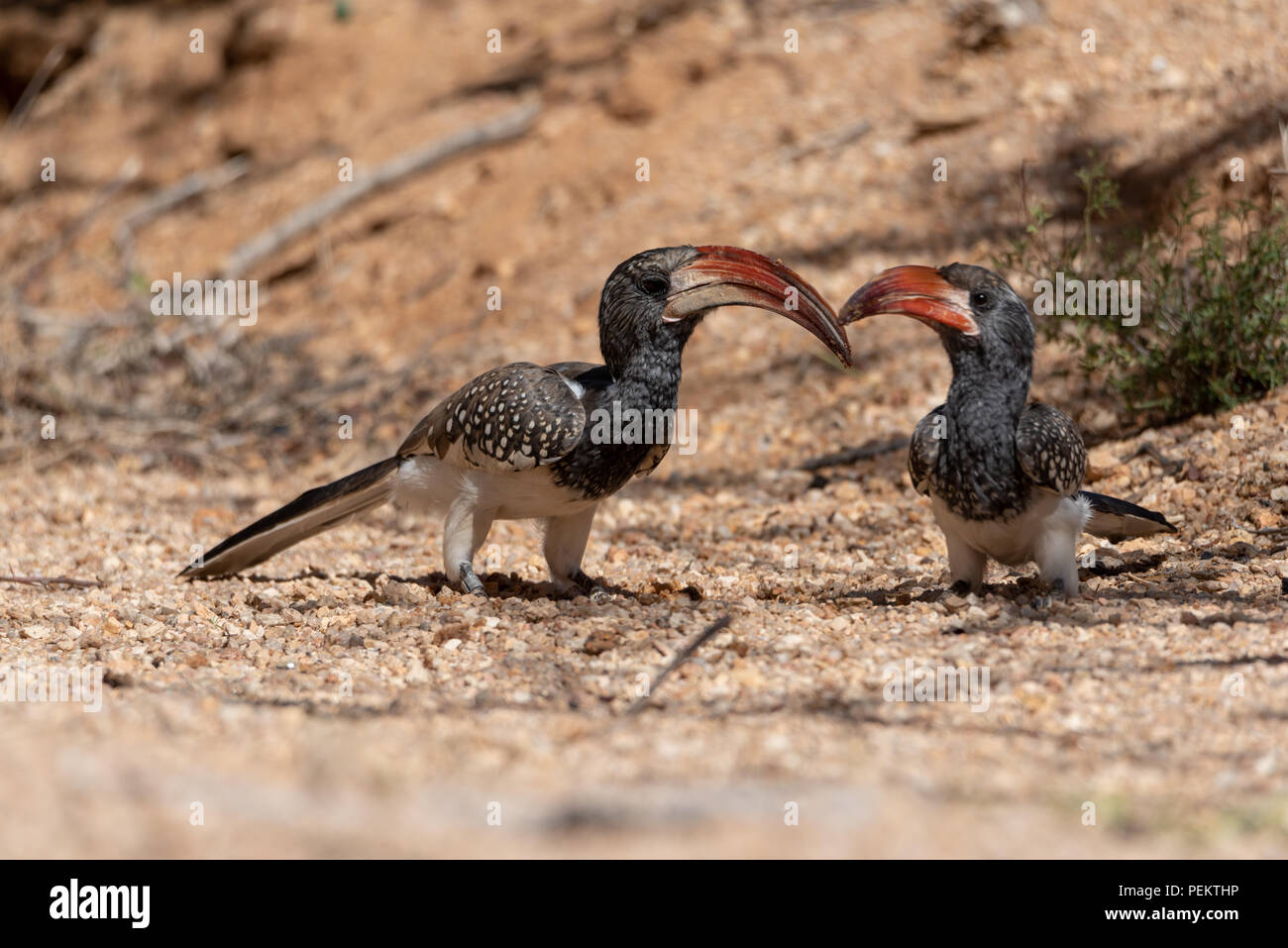 Dos Monteiro rojo-facturados hornbills sentados en el suelo de arena, alimentación de Namibia Foto de stock