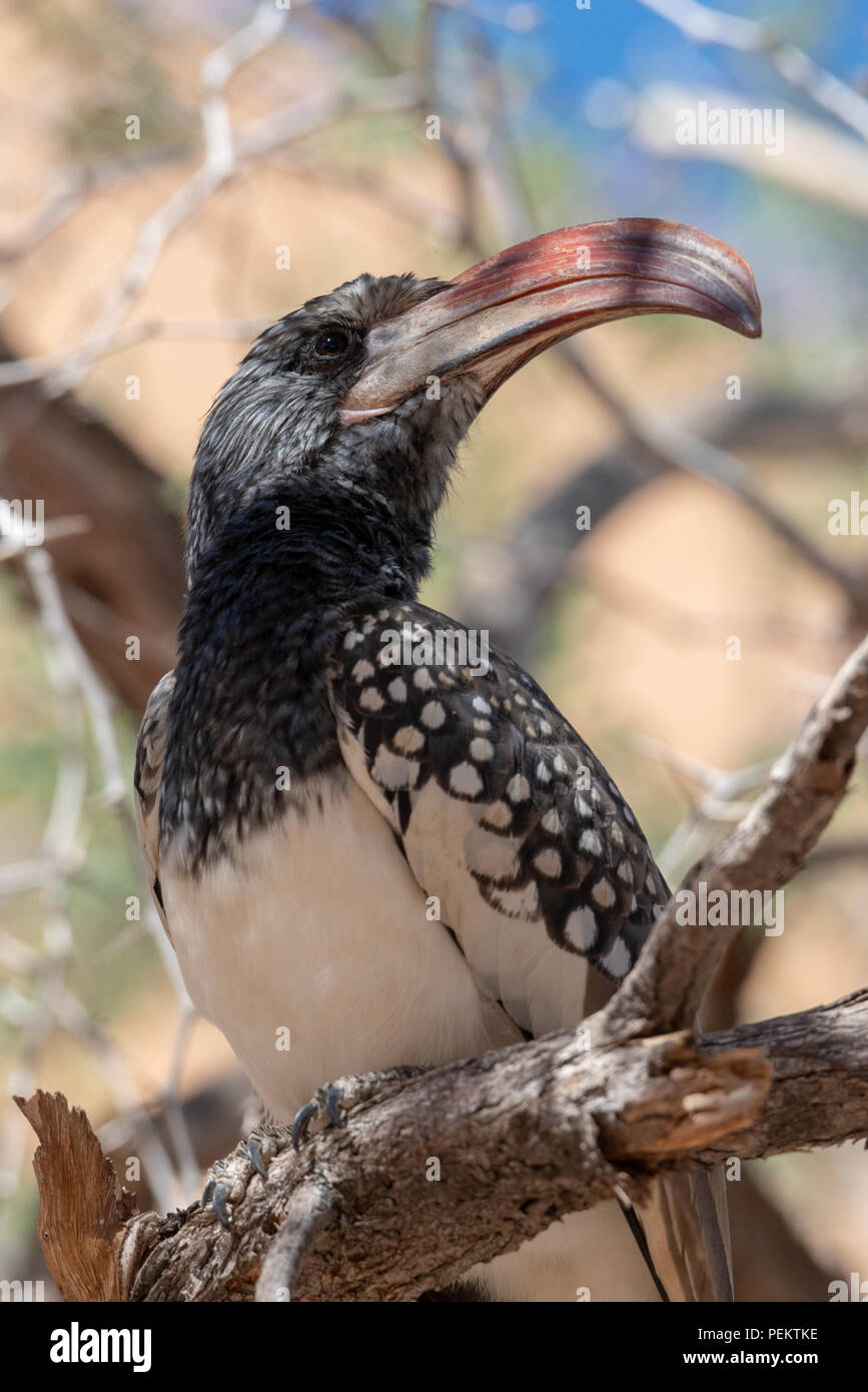 Extreme cabeza cerca de bucero monteiros sentado en un árbol, Namibia Foto de stock