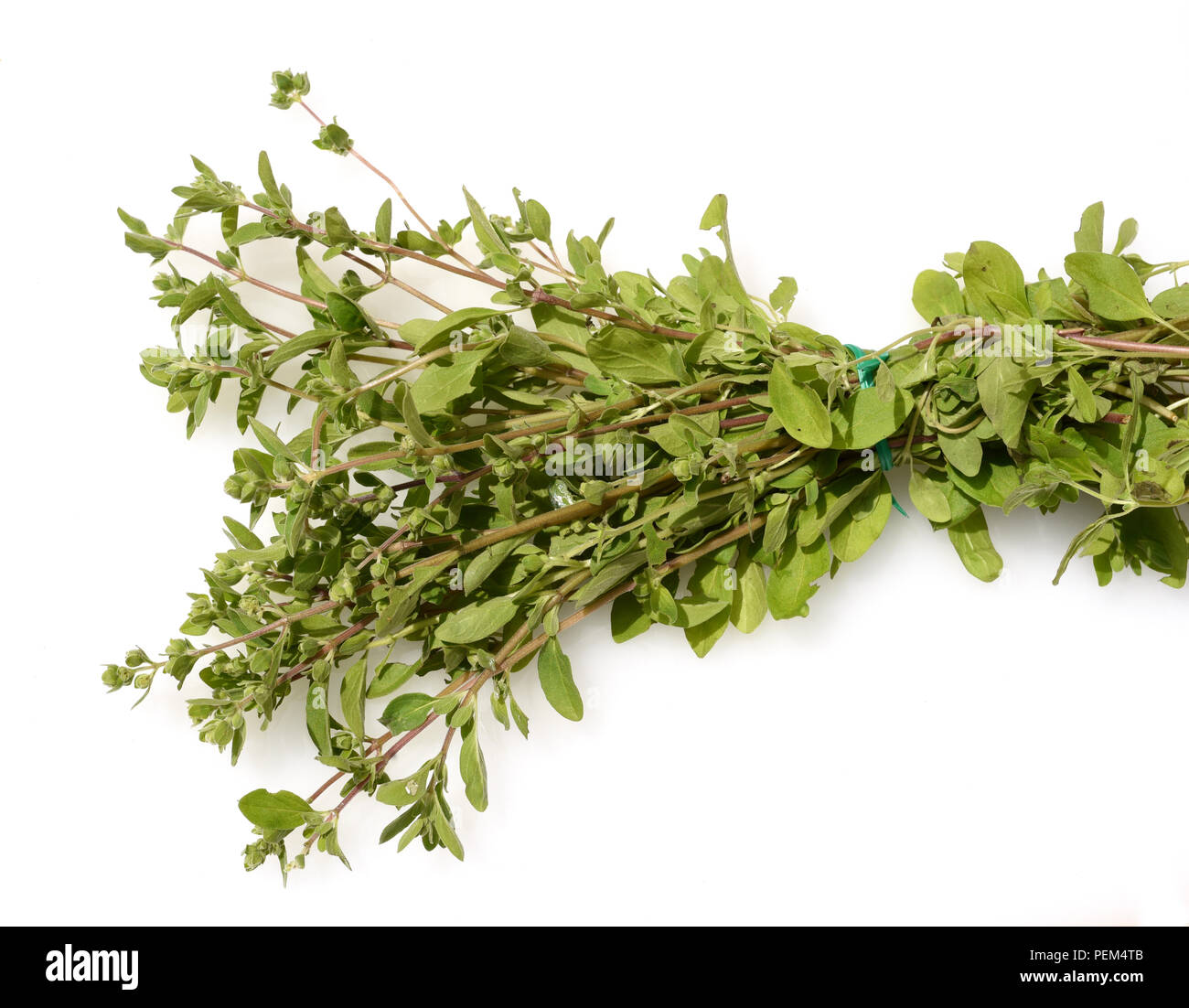Majoran, Origanum majorana,,, Kraeuter Heilpflanze Foto de stock