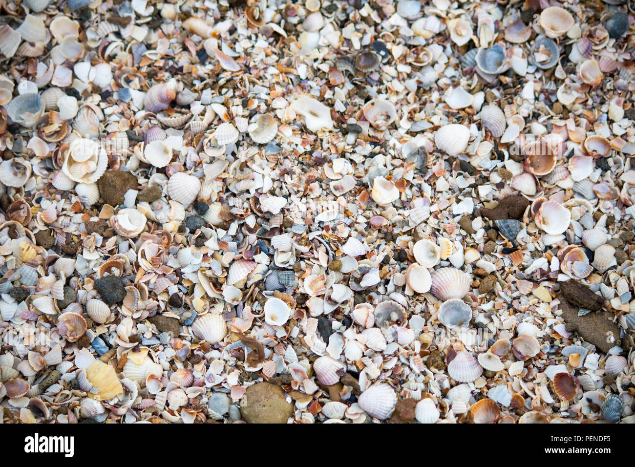Las conchas marinas. Los Seashells papel tapiz. Conchas en la orilla Foto de stock