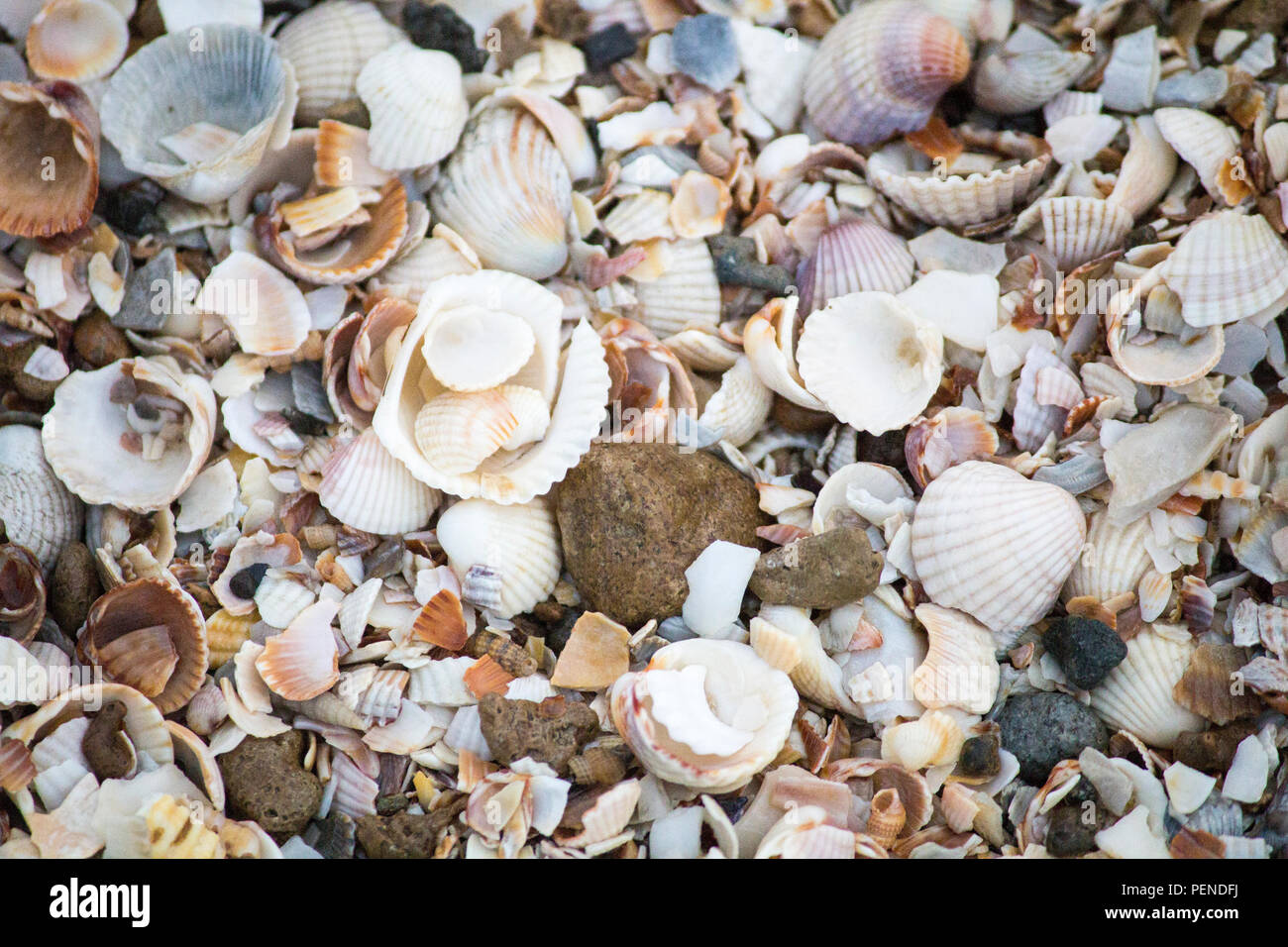 Las conchas marinas. Los Seashells papel tapiz. Conchas en la orilla Foto de stock