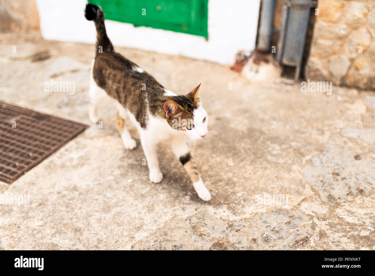 Jóvenes de gato sobre la acera en aldea española Foto de stock