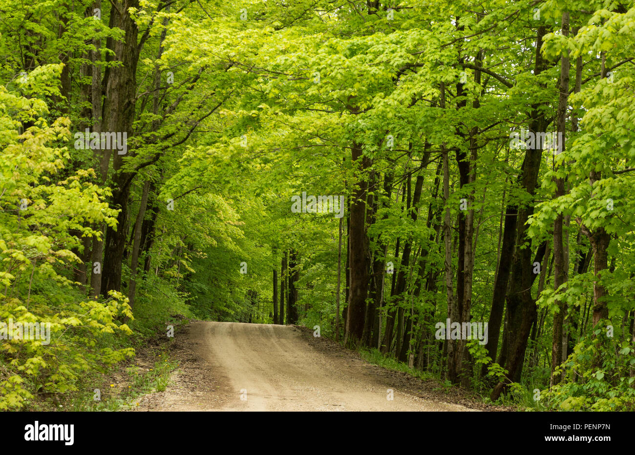 Invitando a un camino de tierra que conduce a un verde primavera frescos bosques de arce Foto de stock