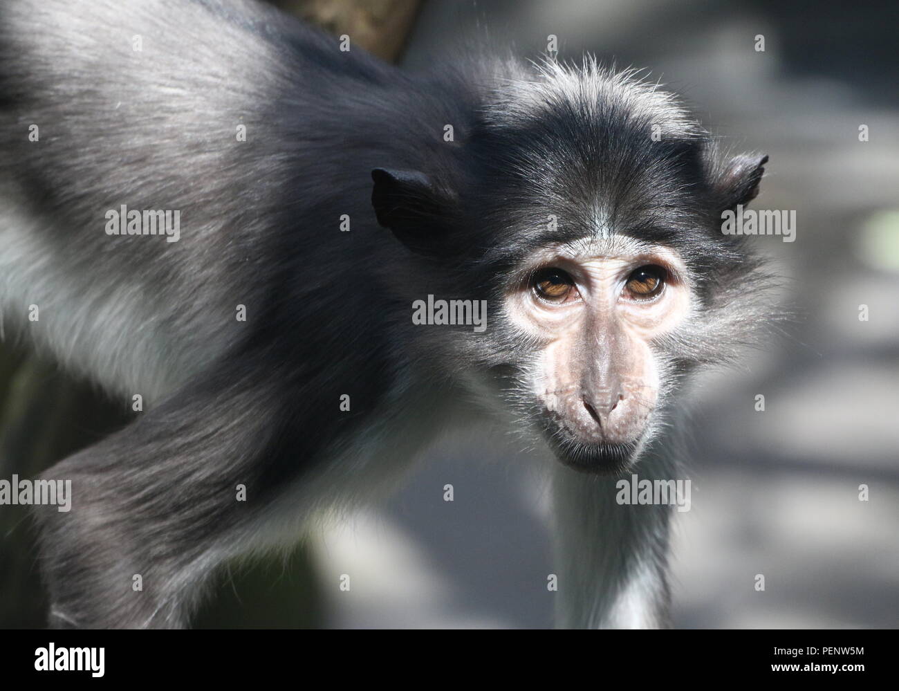 África occidental coronado mangabey blanca (Cercocebus atys lunulatus/ torquatus) a.k.a. Humo, nuca blanca o white-collared mangabey Foto de stock