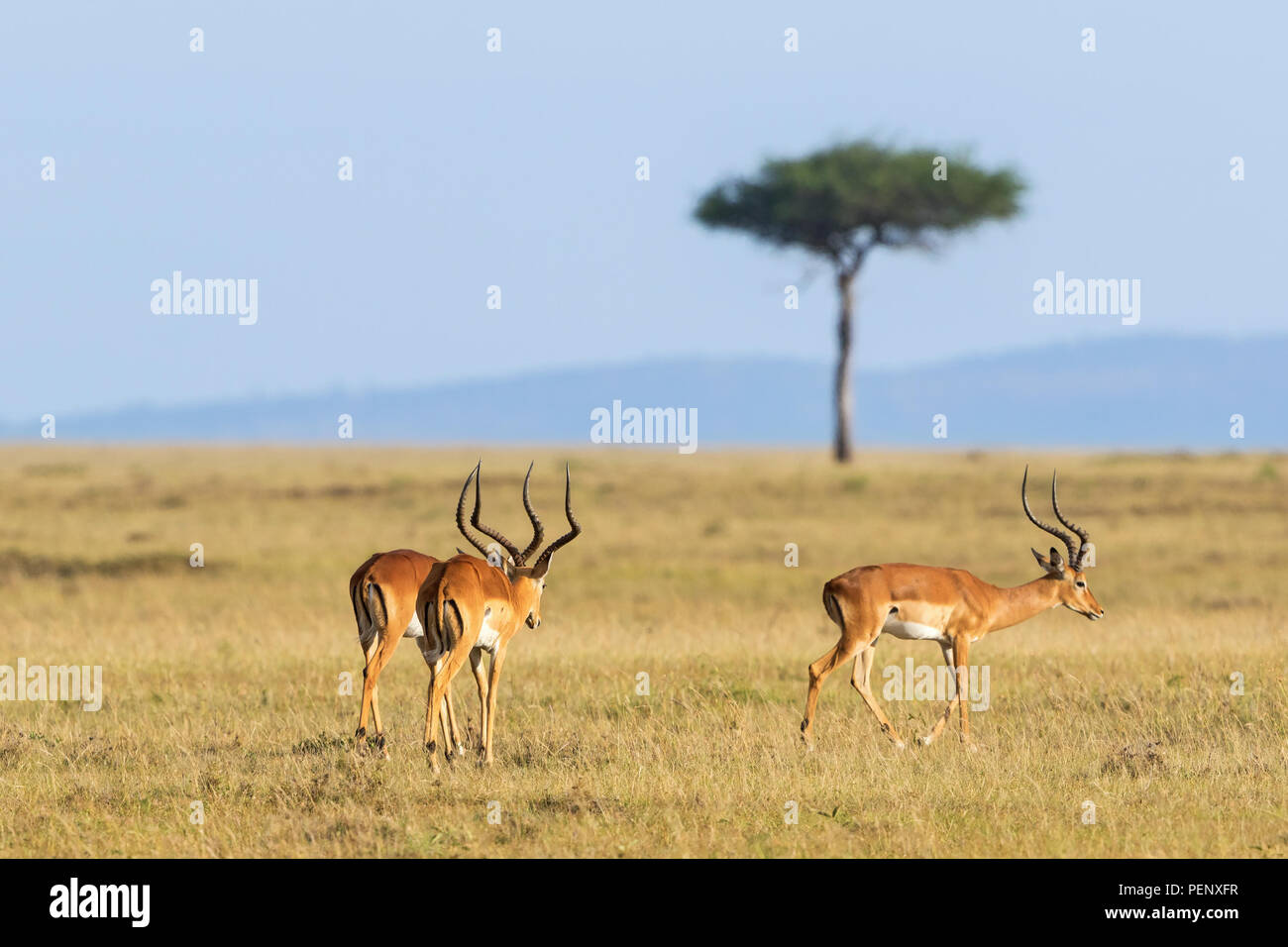 Impala antílope caminando sobre hierba paisaje en Masai Mara national reserv Foto de stock