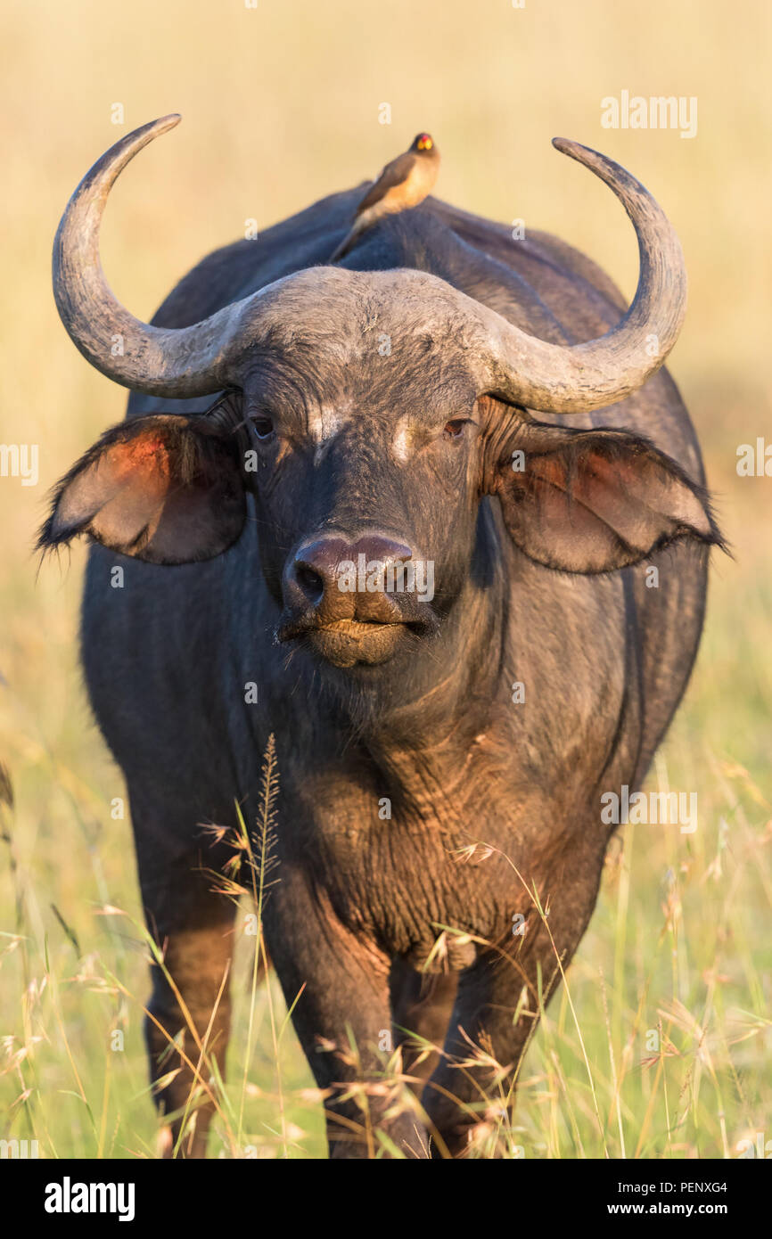 El búfalo africano con un facturado de oxpecker amarillo en la parte posterior Foto de stock