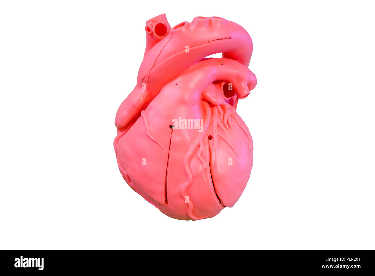 Anatomía de silicona modelo tipo del sistema cardiovascular para uso en la educación médica, aislado sobre fondo blanco. Foto de stock