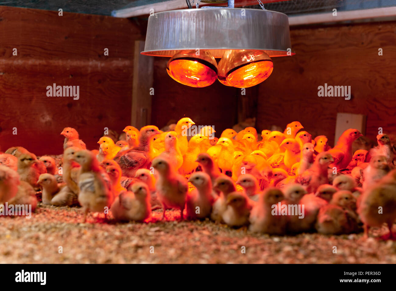 Filmación con poca luz Grupo de pollo en poca luz cálida en incubadora. Foto de stock