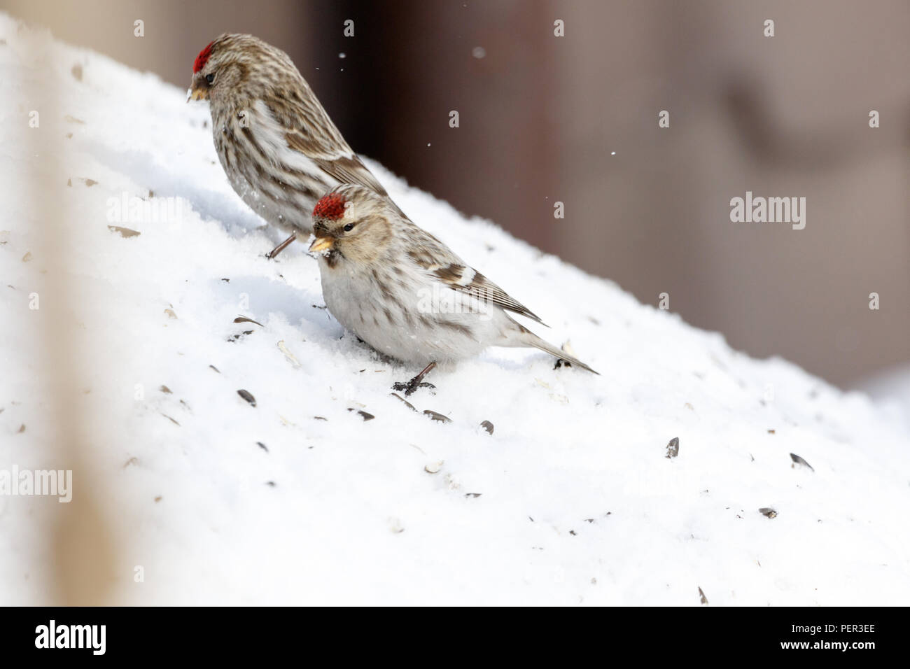 Ártico (Acanthis Redpoll hornemanni). La región de Moscú, Rusia. Park Kurkino. Las especies de aves se identifica incorrectamente. Foto de stock