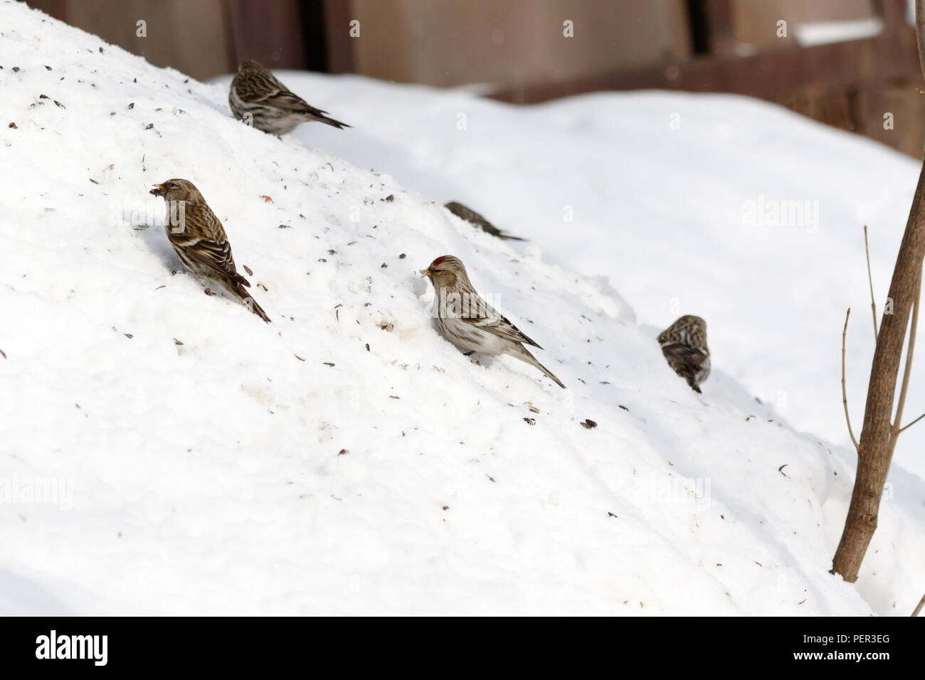 Ártico (Acanthis Redpoll hornemanni). La región de Moscú, Rusia. Park Kurkino. Las especies de aves se identifica incorrectamente. Foto de stock