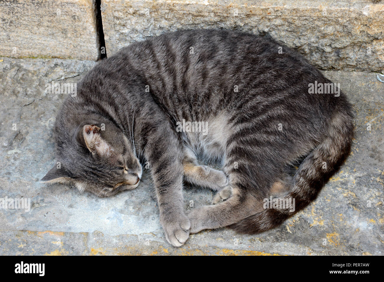 Profecía cayó alias Gato contento en Kotor, Montenegro. El casco antiguo está lleno de gatos  que son amados y respetados (principalmente) por la población. El gato se  ha convertido en la información Fotografía de stock -
