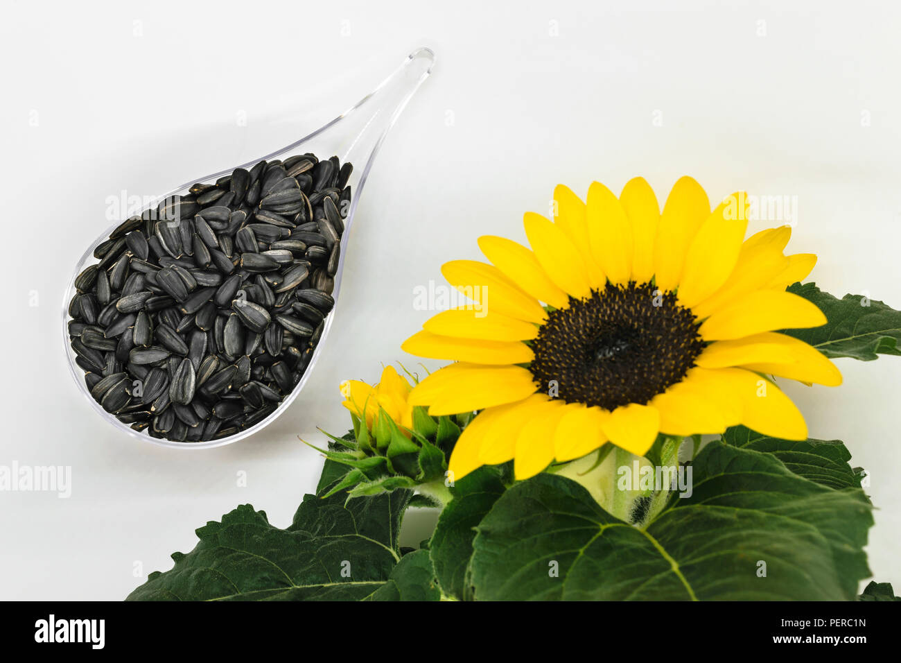 Composición de semillas de girasol negro colocado en forma de gota  recipiente transparente y borrosa y fuera de foco el girasol Fotografía de  stock - Alamy