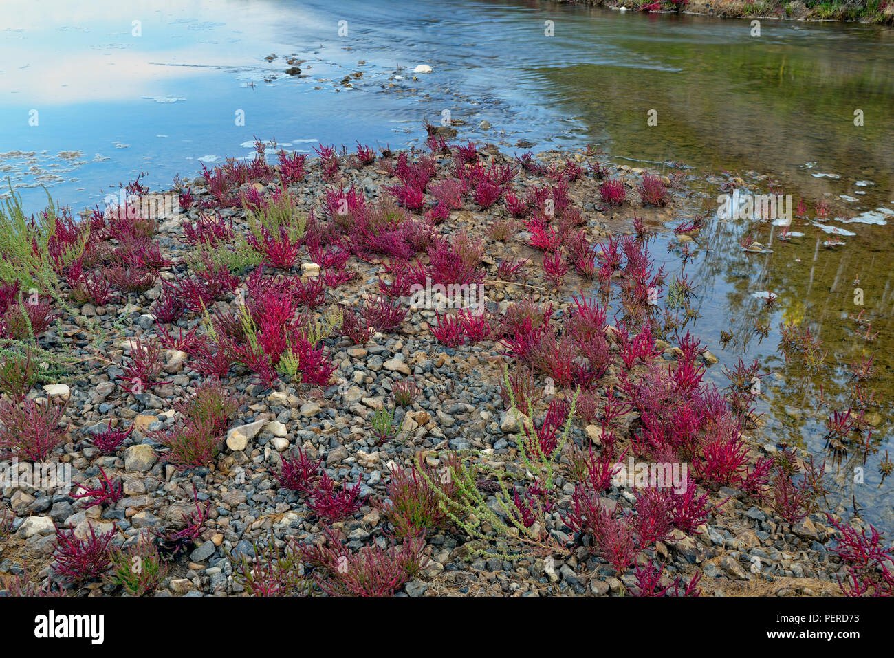 Vegetación tolerantes a la sal- Rojo samphire (Salicornia rubra A. Nels.) en la orilla del río Salt, Wood Buffalo National Park, Alberta, Canadá Foto de stock