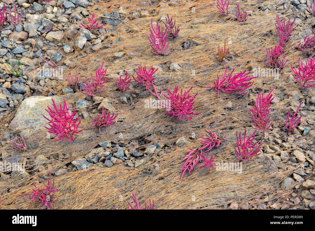 Vegetación tolerantes a la sal- Rojo samphire (Salicornia rubra A. Nels.) en la orilla del río Salt, Wood Buffalo National Park, Alberta, Canadá Foto de stock