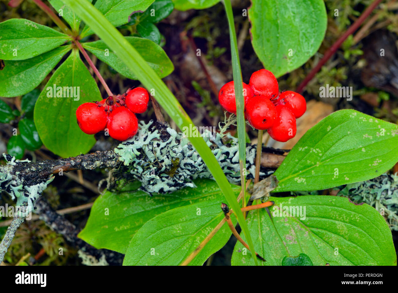 Jack pinadas- Bunchberry sotobosque (Cornus canadensis), el Queen Elizabeth Park Territorial, Fort Smith, Canadá Foto de stock